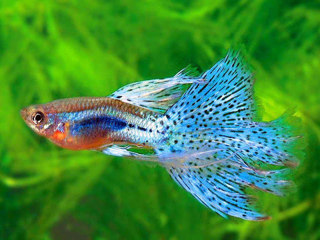 Cá bảy màu là một trong những loài cá cảnh đẹp nhất