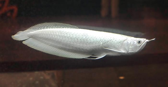 Cá Rồng Bạch Kim là loài cá đắt nhất hiện nay