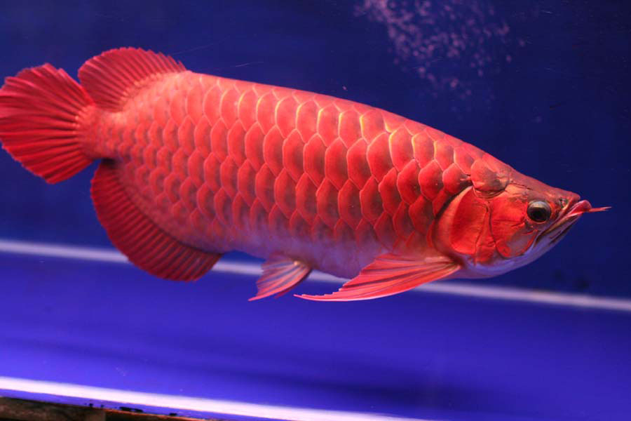 Cá Rồng đỏ hay còn gọi là cá Rồng Huyết Long