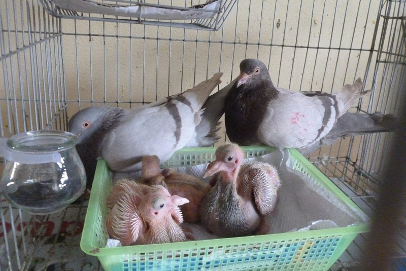 Kỹ thuật nuôi chim Bồ Câu sinh sản đúng kỹ thuật