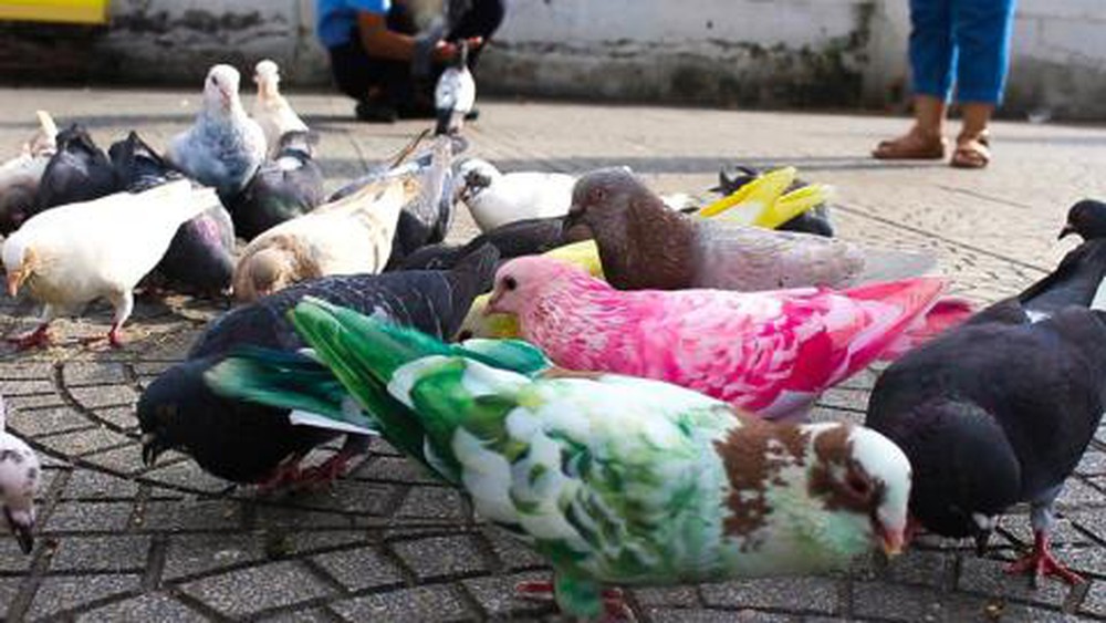 Chim Bồ Câu rất đa dạng về chủng loại