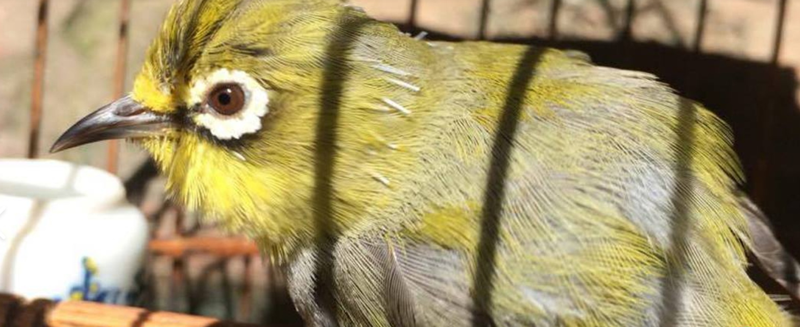 Dấu hiệu nhận biết chim vành khuyên thay lông