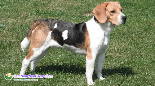 Chó Beagle hay còn gọi là chó săn thỏ là loài chó rất thân thiện với con người và các con vật khác.