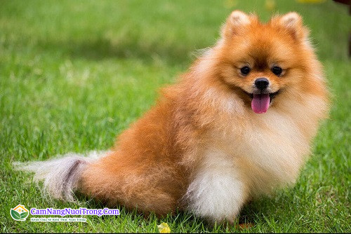 Chó Pomeranian (hay còn gọi là Phốc Sóc) từ lâu được biết đến là giống chó dành cho quý tộc.