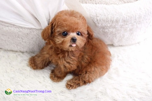 Chó Poodle có ngoại hình trông rất giống một chú cún nhồi bông.
