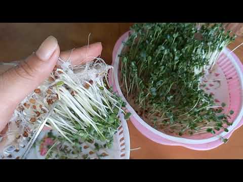 cách trồng rau mầm - Cách trồng rau mầm củ cải trắng không cần đất | Grow White Radish Sprouts Without Soil