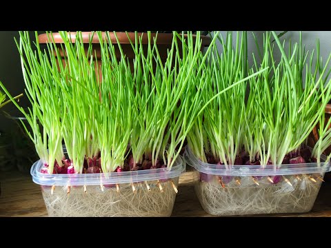 cách trồng rau mầm - Trồng hành thủy canh | Cách trồng hành lá từ hành củ không thối, 10 ngày có ăn | Cuộc sống Séc #235