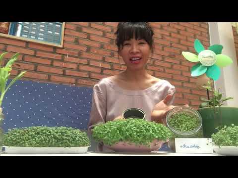 cách trồng rau mầm - Tự trồng rau mầm từ hạt nảy mầm - microgreen from sprouts