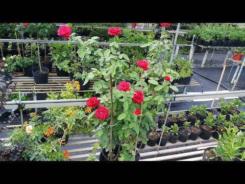 cách trồng hoa hồng - Cách trồng cây hồng nhung Sa Đéc có nhiều hoa