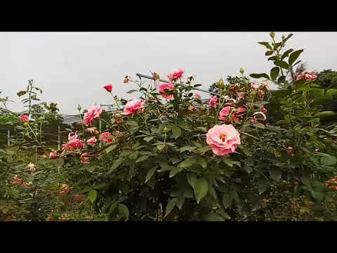 cách trồng hoa hồng - Hoa hồng ngoại - Hoa hồng leo đang nở rực rỡ tại vườn hồng hùng thịnh