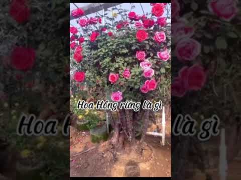cách trồng hoa hồng - Hoa Hồng rừng ghép hoa hồng bonsai và tree rose.CHUẨN GARDEN TV