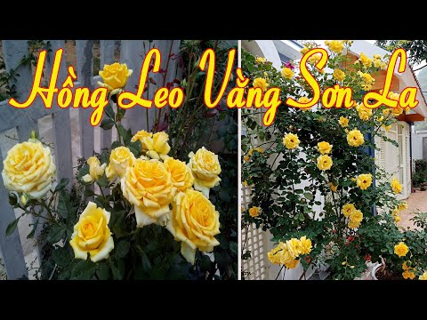 cách trồng hoa hồng - Hồng Leo Vàng Sơn La Dành Cho Các Bạn Yêu Hoa Hồng Tháng Ba