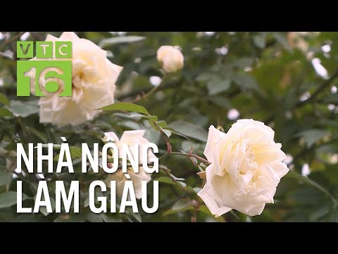 cách trồng hoa hồng - Kỹ thuật chăm sóc hoa hồng cổ thụ trong chậu | VTC16