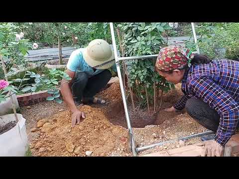 cách trồng hoa hồng - Trồng hoa hồng - Cách trồng hoa hồng leo (ngoài đất )