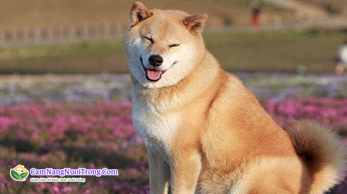 Chó Shiba Inu có ngoại hình trông khá giống với Akita Inu.