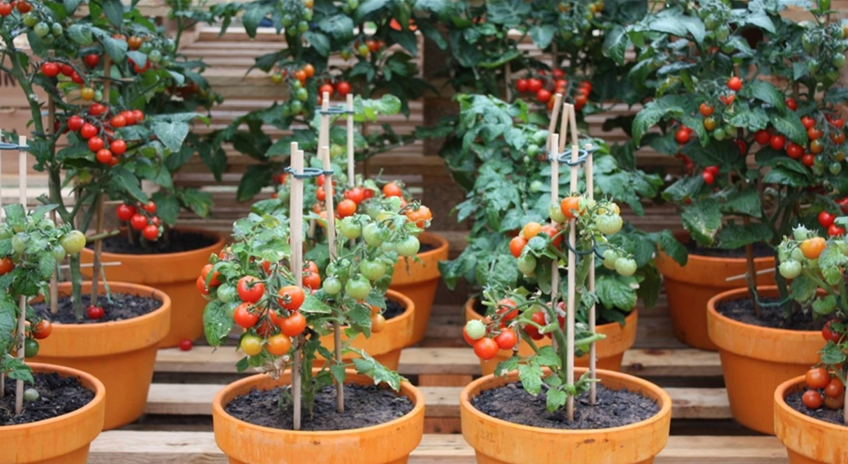Kỹ thuật trồng và chăm sóc cây cà chua trong chậu