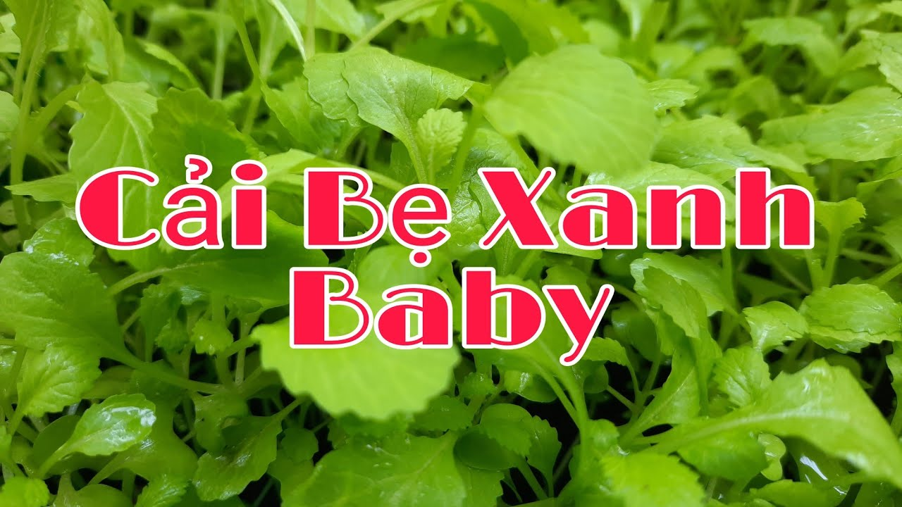cach-trong-cai-be-xanh-baby