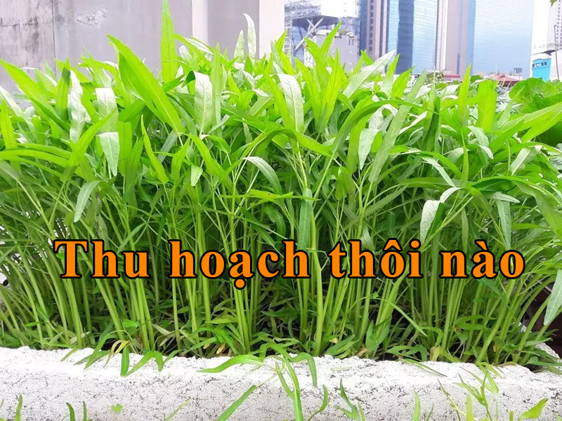 cach-trong-rau-muon-nuoc