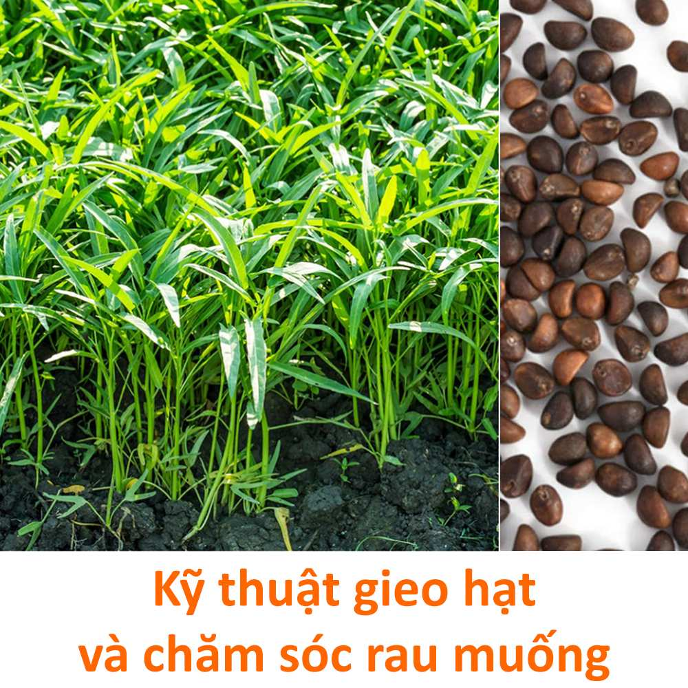 cach-trong-rau-muon-nuoc