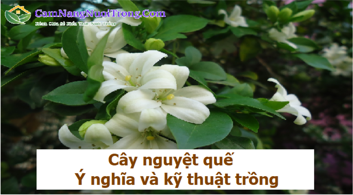 cay-nguyet-que