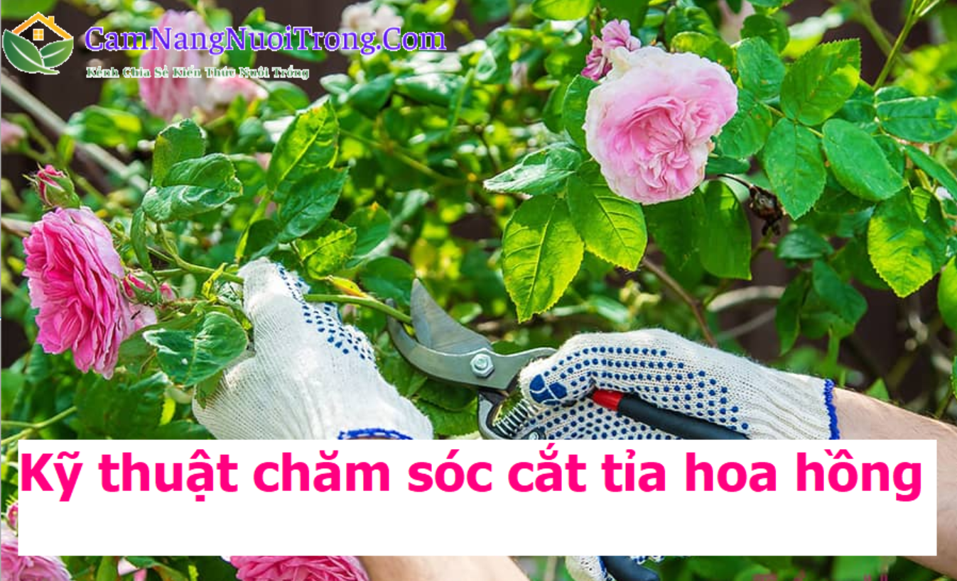 cham-soc-cat-tia-hoa-hong