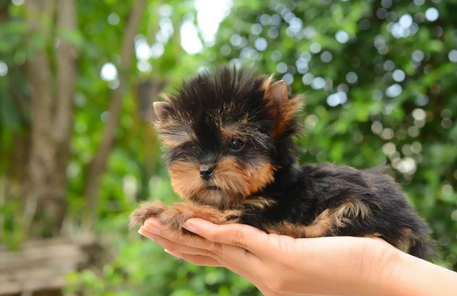 cho-yorkshire-terrier