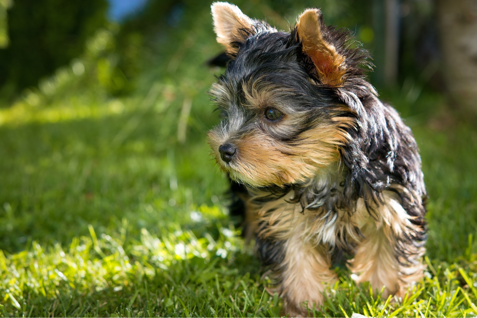 cho-yorkshire-terrier