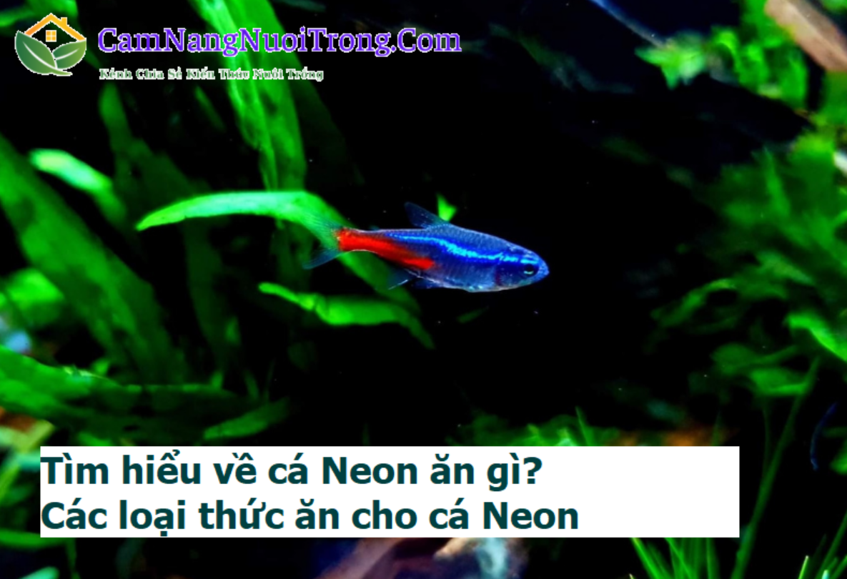 thuc-an-cho-ca-neon